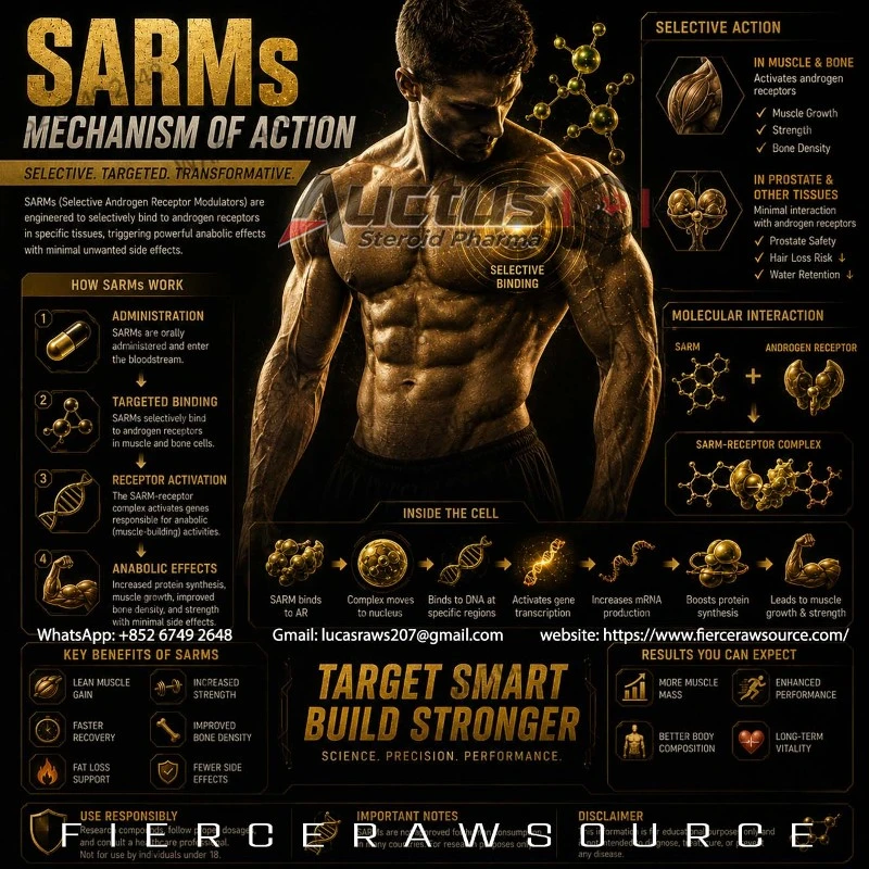 Muscle-Protein-Building-Mechanism Muscle-Protein-Building-Mechanism